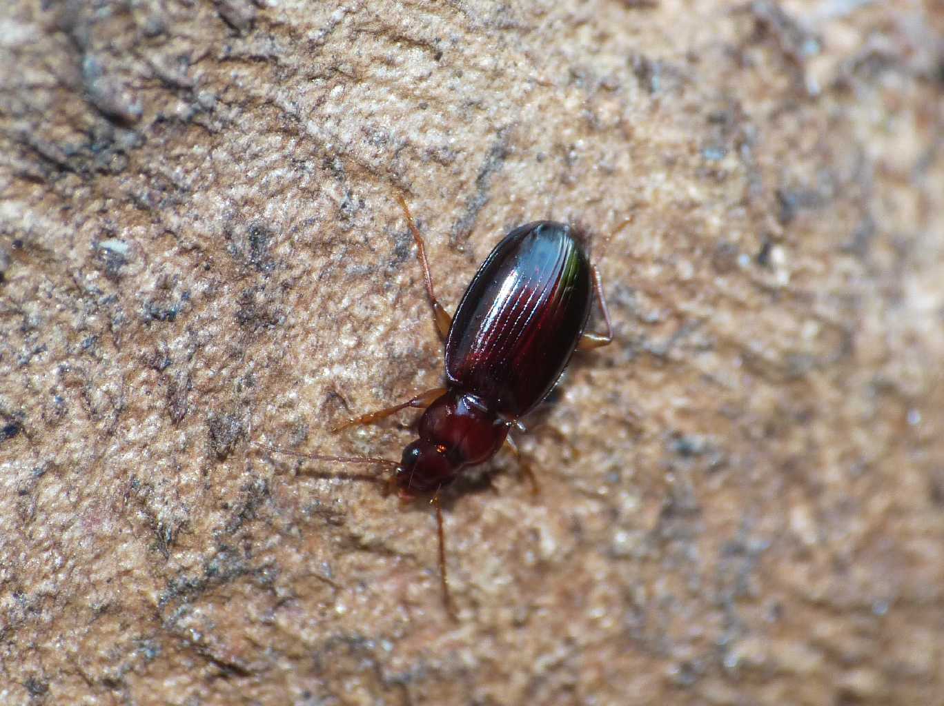 Piccolo Carabidae Torrimpietra(RM):  Ocys harpaloides